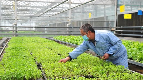 科技育苗興農(nóng)業(yè) 畜禽興旺保供應(yīng)——延慶區(qū)現(xiàn)代化育苗工廠助力農(nóng)業(yè)高質(zhì)量發(fā)展